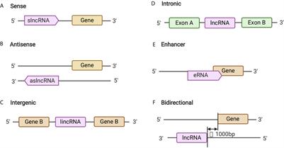 Non-Coding RNAs and Extracellular Vehicles: Their Role in the Pathogenesis of Gestational Diabetes Mellitus